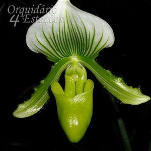 Orquidea Paphiopedilum maudiae "Green"