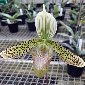 Orquidea Paphiopedilum wardii