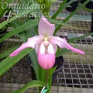 Orquídea Phragmipedium Sedenii - Orquidário 4 Estações - Orquídeas e Flores  Ornamentais