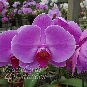 Orquídea Phalaenopsis Rosa média - Orquidário 4 Estações