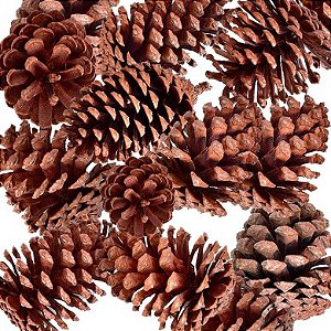 Cone de Pinus - Pinhas - 500 Gramas