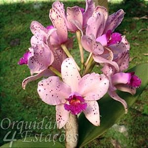 Orquídea Cattleya amethystoglossa - NBS