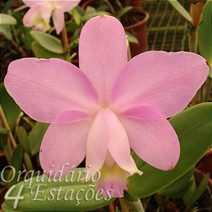 Orquídea Cattleya loddigesii - NBS