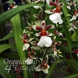 Orquídea Oncidopsis Pacific Paragon - AD