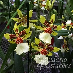 Orquídea Oncidopsis Pacific Paragon "Honey Butter" - AD