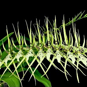 Orquídea Brassia Chieftain - AD