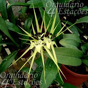 Orquídea Brassia Rex - Ad