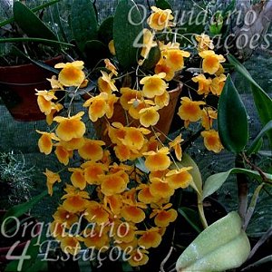 Orquídea Dendrobium agregatum - Adulta