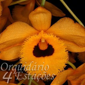 Orquídea Dendrobium fimbriatum var. oculatum - 25cm