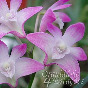 Orquídea Dendrobium kingianum