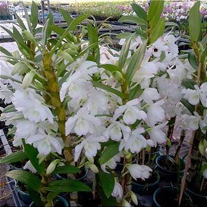 Orquídea Dendrobium Nobile Branco
