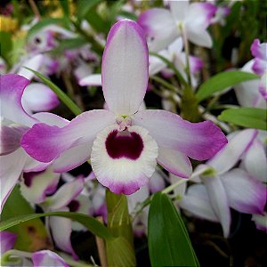 Orquídea Dendrobium Nobile Rosa - Preto