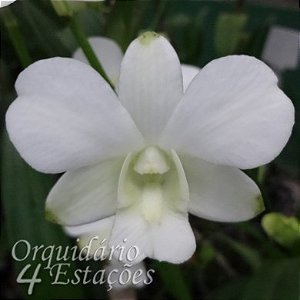 Orquídea Dendrobium phalaenopsis albo - AD