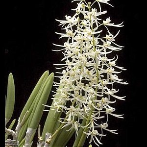 Orquídea Dendrobium wassellii - AD