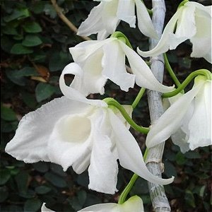 Orquídea Dendrobium anosmum Albo - Orquidário 4 Estações - Orquídeas e  Flores Ornamentais