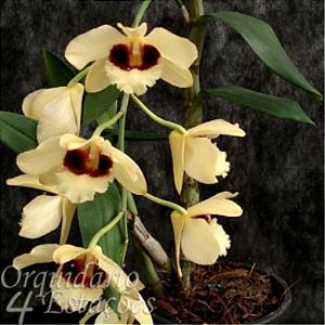 Orquídea Dendrobium Gatton Sunray - Adulta