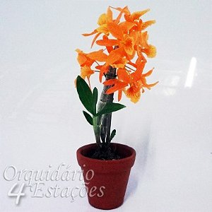 Orquídea Dendrobium Stardust "Fire Bird" - AD