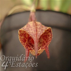 Orquídea Drácula mopsus - AD