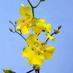 Orquídea Oncidium Aloha Iwanaga "Trilabelo" - Adulta