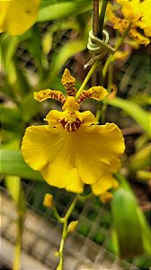 Orquídea Oncidium Aloha - AD