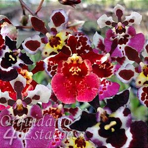 Orquídea Oncidium equitante "Tolumnia" - Diversas Cores