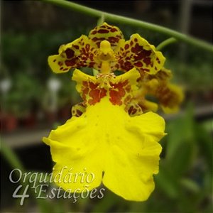 Orquídea Oncidium Millenium Gold - Ad