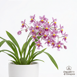 Orquídea Oncidium ornitorrinchum - AD - Perfumada