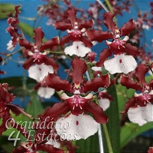 Orquídea Oncidium Sharry Baby - AD - Cheiro de chocolate