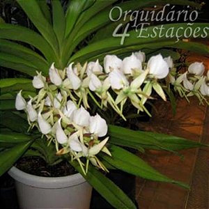 Orquídea Angraecum eburneum - Nbs