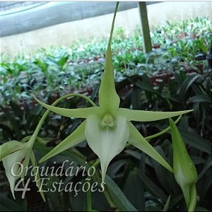 Orquídea Angraecum eburneum x sesquipedale - Nbs