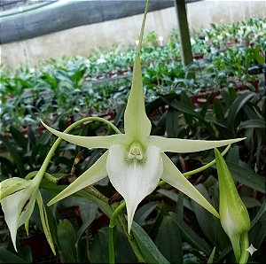 Orquídea Angraecum eburneum x sesquipedale - Nbs