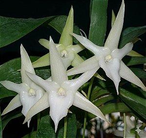 Orquídea Angraecum sesquipedale - AD