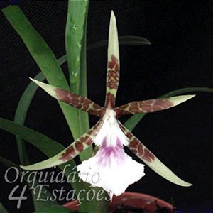 Orquídea Aspasia lunata - AD