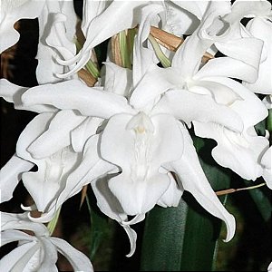 Orquídea Coelogyne cristata ochroleuca - Ad