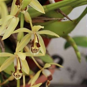 Orquídea Coelogyne massangeana -AD