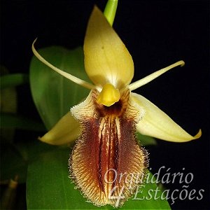 Orquídea Coelogyne ovalis - AD