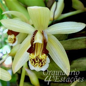 Orquídea Coelogyne tomentosa - AD