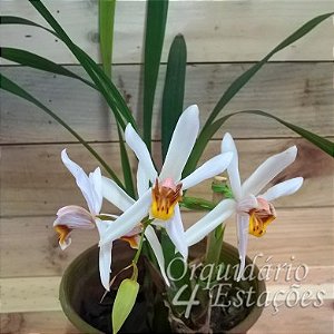 Orquídea Coelogyne viscosa - AD