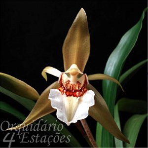 Orquidea Coelogyne lawrenceana - AD