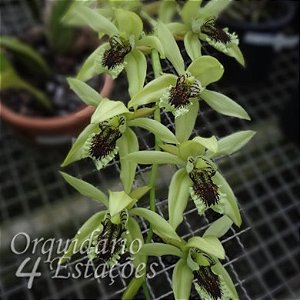 Orquídea Coelogyne pandurata - AD