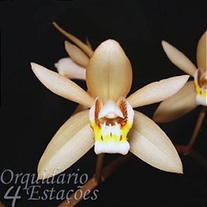 Orquídea Coelogyne testacea - AD