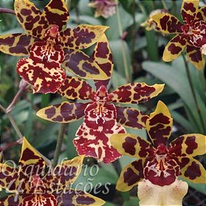 Orquídea Colmanara Diversas Cores - AD