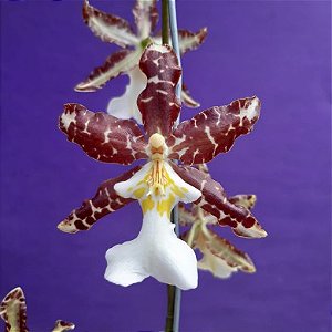 Orquídea Colmanara Tyger - AD