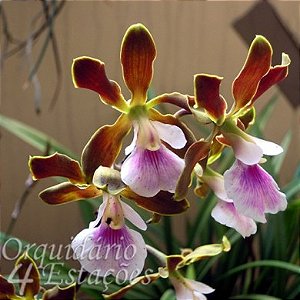 Orquídea Encyclia randii - NBS