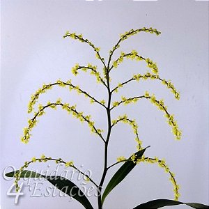 Orquídea Epidendrum - Amblostoma tridactylum - AD