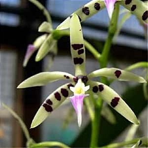 Orquídea Epidendrum prismatocarpum - NBS