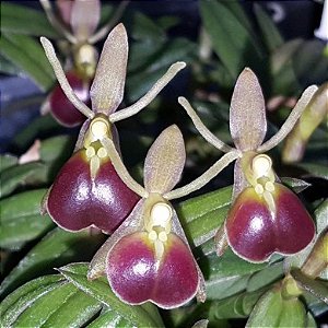 Orquidea Epidendrum porpax - Ad