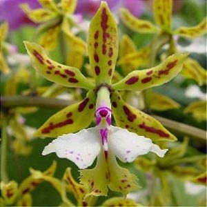 Orquídea Epidendrum stamfordianum - NBS