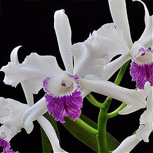 Orquídea laelia lobata semi alba - AD