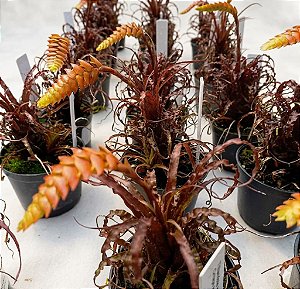 Bromélia Tillandsia crispa - Ad